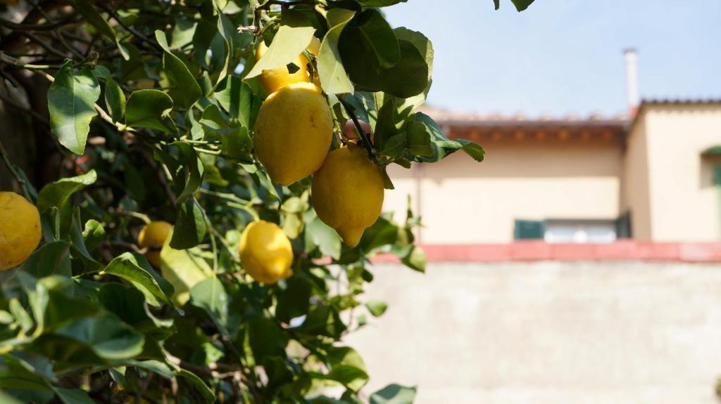 Borgo Largo 51 Bed & Breakfast Пиза Екстериор снимка